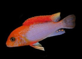Labidochromis sunflower